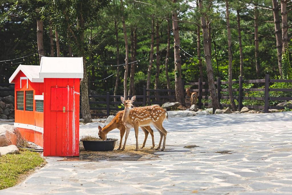 Sokcho - Kensington Resort Seorak Valley