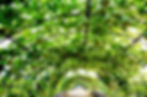 Pumpkins & Gourds Tunnel