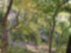 Ansan Jarak-gil Trail