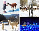 Alpaca World, Nami Island & The Garden of Morning Calm Day Tour