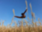 Haneul Park - KTD - Pampas Grass 17