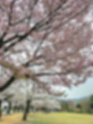 Seoul Grand Park - Cherry Blossoms - Near Seoul Land