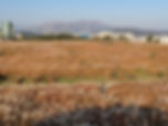 Haneul Park - Pampas Grass