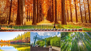 Damyang Bamboo Forest & Metasequoia Road Autumn Day Tour