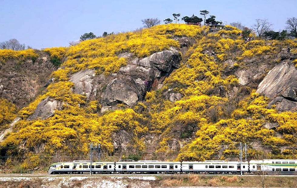 Eungbongsan Mountain - Yellow Forsythia in Spring 4-2 brighter.jpg
