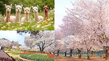 Cherry Blossom Day Tour: Nami Island, Alpaca Garden & Ansan Jarak-gil Trail