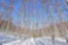 Wondaeri Birch Forest - Winter