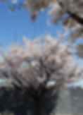 Samcheongdong - Jeongdok Library - Cherry Blossoms in Spring