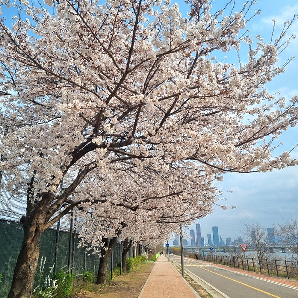 Top Places for Cherry Blossoms & Spring Flowers in Seoul - Mangwon Hangang Park | KoreaToDo
