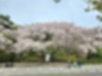 Seoul Grand Park - Cherry Blossoms - Seoul Land to Subway Station