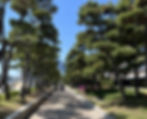 Haeundae Beach - Pine Trees