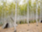 Wondaeri Birch Forest - Autumn