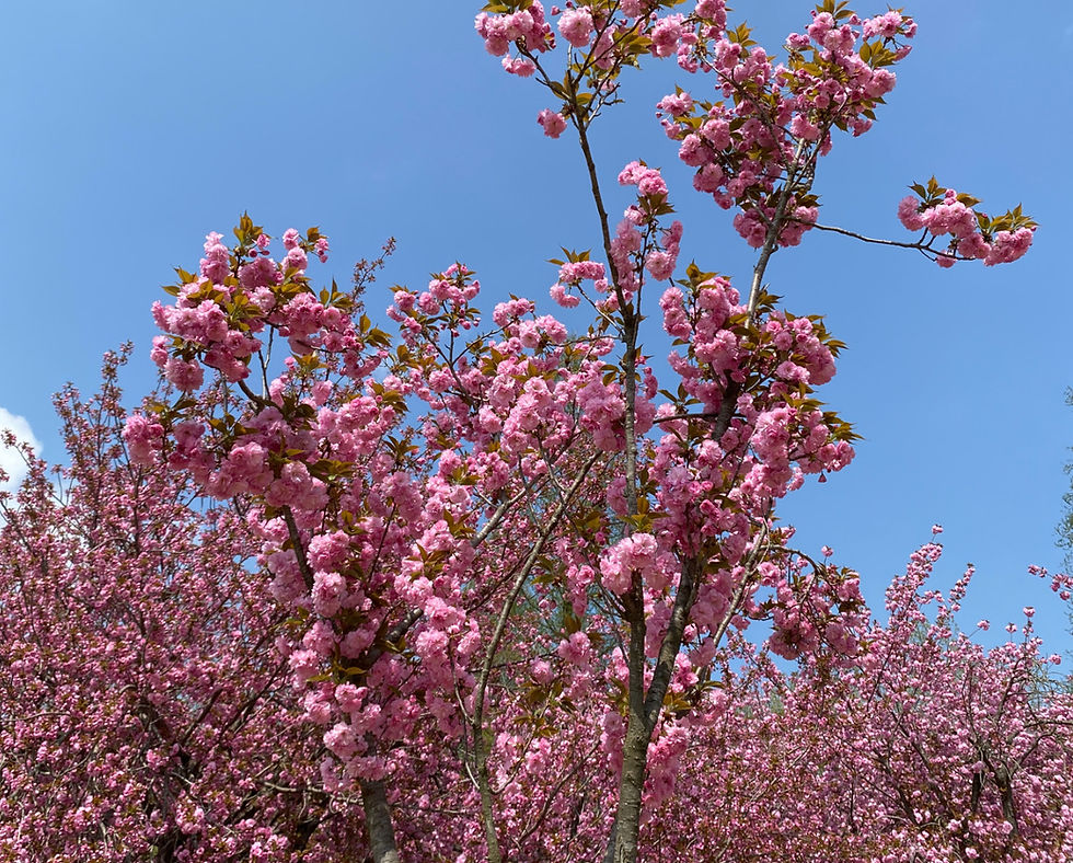 Top Places for Cherry Blossoms & Spring Flowers from Seoul/Busan - Bulguksa Temple, Gyeongju