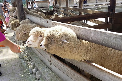 How to get to Daegwallyeong Sheep Farm | Pyeongchang, South Korea