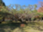 Guanyin Song Pine Tree (>194 years old)