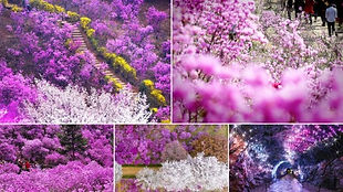 Azalea-Cherry Blossom Festival & Gwangmyeong Cave Day Tour