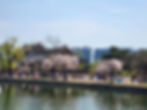 Gyeongbokgung Palace - Cherry Blossoms in Spring