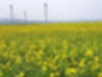 Top Places for Cherry Blossoms & Spring Flowers in Seoul - Hangang Seoraeseom Canola Festival