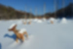 Daegwallyeong Sky Ranch - In Winter