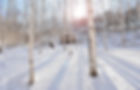 Wondaeri Birch Forest - Winter