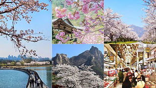 Seoraksan National Park & Yeongnangho Lake Cherry Blossom Tour