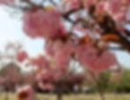 Gyeongju - King Cherry Blossoms at Bulguksa Temple