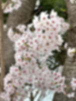 Seoul Grand Park - Cherry Blossoms - Close-up
