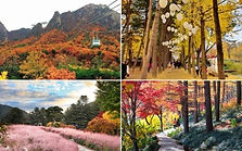 Seoraksan National Park, Nami Island & Garden of Morning Calm Day Tour