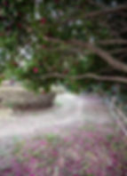 Dongbaekseom Island - Camellia Trees