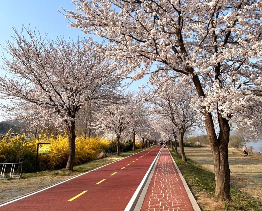 Top Places for Cherry Blossoms & Spring Flowers from Seoul - Namyangju Water Garden