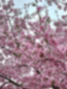 Seoul Grand Park - Cherry Blossoms - Close-up