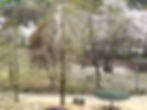 Seoul Grand Park - View of Children's Zoo from Sky Lift - Sheep