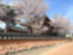 Gyeongju - Cherry Blossoms at Gyochon Hanok Village