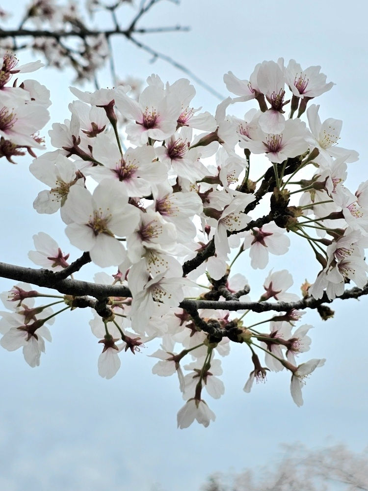 Top Places for Cherry Blossoms & Spring Flowers in Seoul - Seoul Grand Park