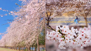 Cherry Blossom Day Tour: Nami Island & Eden Cherry Blossom Road