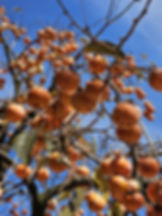 Gyeongju - Bulguksa Temple - Persimmons