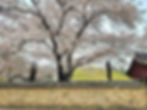 Gyeongju - Cherry Blossoms Daereungwon Royal Tombs (near Tomb of King Michu)