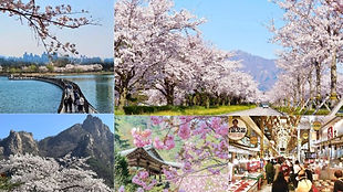 Seoraksan National Park & Yeongnangho Lake Cherry Blossom Tour