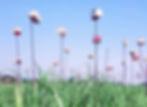 Haneul Park - Grassland in Summer