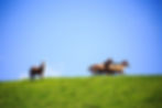 Daegwallyeong Sky Ranch - Horses