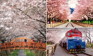 Jinhae Gunhangje Cherry Blossom Festival Day Tour (from Seoul)