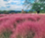 Gyeongju - Cheomseongdae Observatory - Pink Muhly