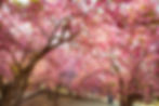 Gyeongju - King Cherry Blossoms at Bulguksa Temple
