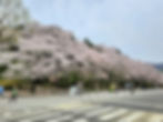 Seoul Grand Park - Cherry Blossoms - Seoul Land to Subway Station