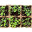 Thumbnail: Cowpots - The Pots You Plant