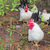 Black Tailed White Japanese Bantam Cockrell