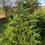 Thumbnail: Nordmann Fir