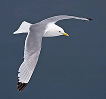 Gannet