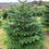 Thumbnail: Nordmann Fir