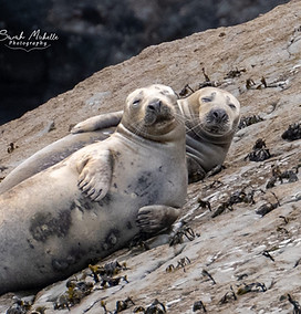atlantic grey seal